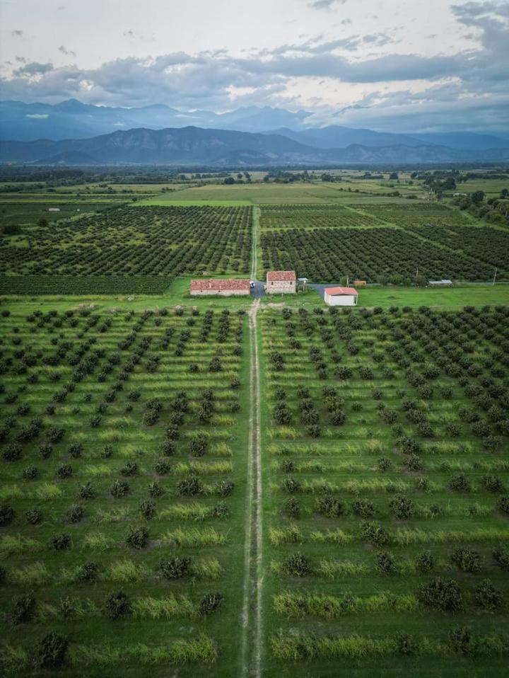 Mestvireni Telavi Exterior foto